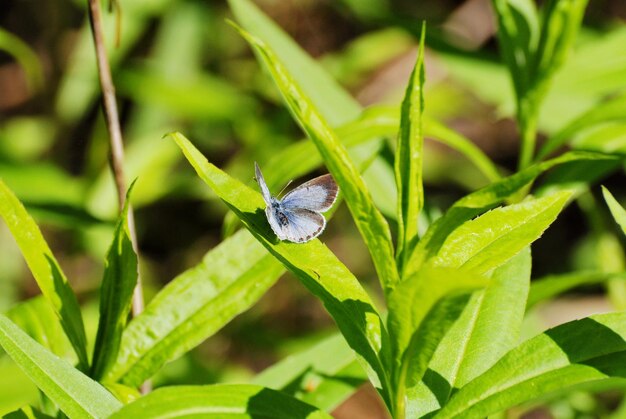 晴れた6月の朝のモスクワ地方の小さな蝶アマンダの青いPolyommatusamandus