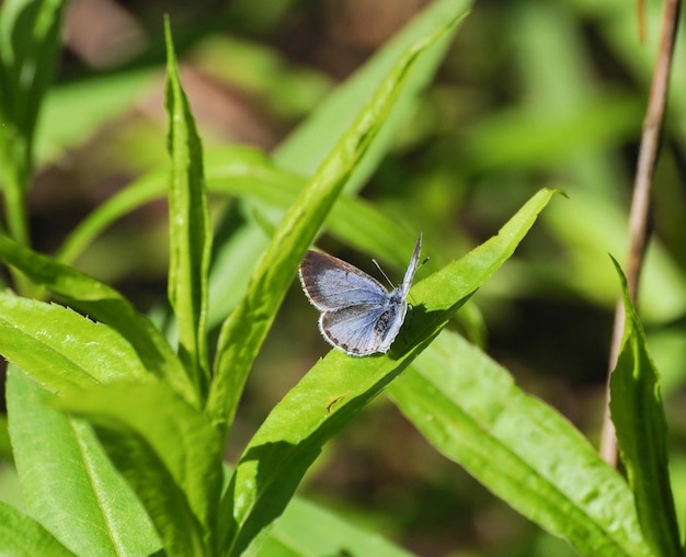 Small butterfly Amanda's Blue Polyommatus amandus on a Sunny June morning Moscow region