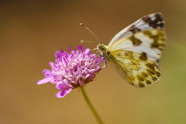 Small butterfly perched on a wild blue flower and taking the flower nectar macro photo