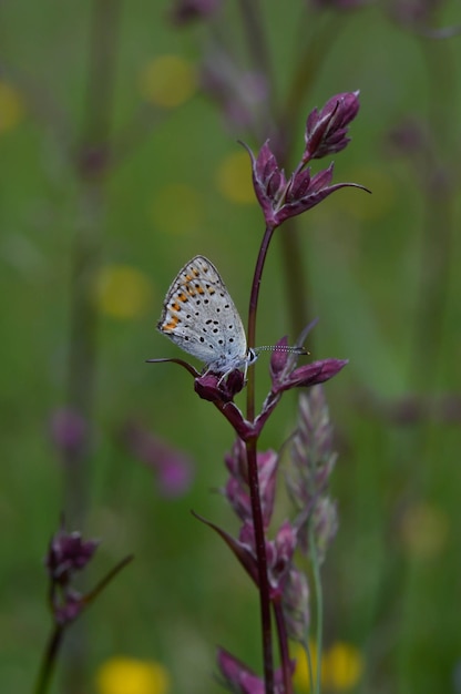 Small butterfly on a red campion flower in nature