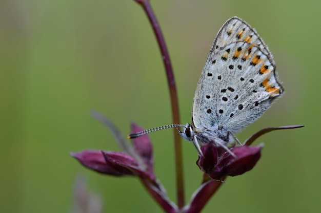 Small butterfly on a red campion flower in nature