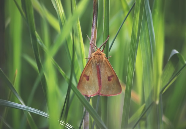 Small butterfly sitting on flower in summer field