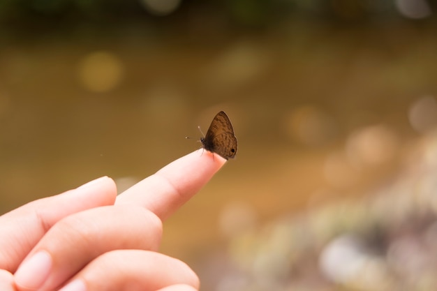 A small butterfly on woman's finger