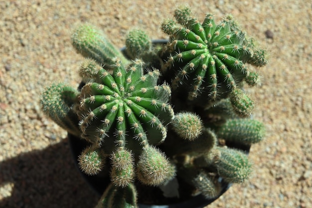 Small cacti in a garden seen from above