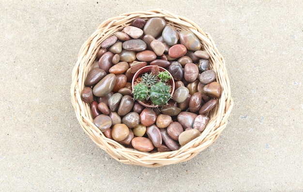 Small cactus in a basket