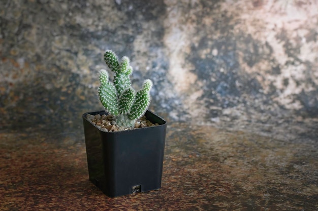 Small cactus in a black pot brown scene