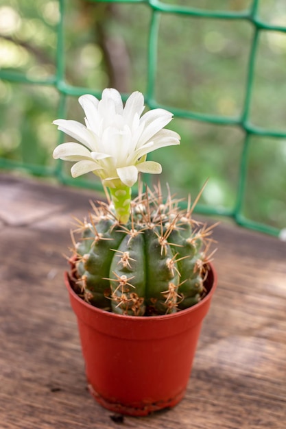 Small cactus bloomed with a beautiful white flower