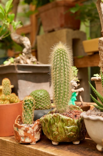 植物園の小さなサボテン