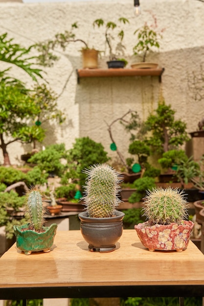 Small cactus in botanical garden