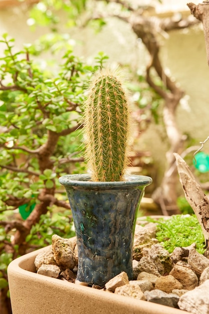 植物園の小さなサボテン