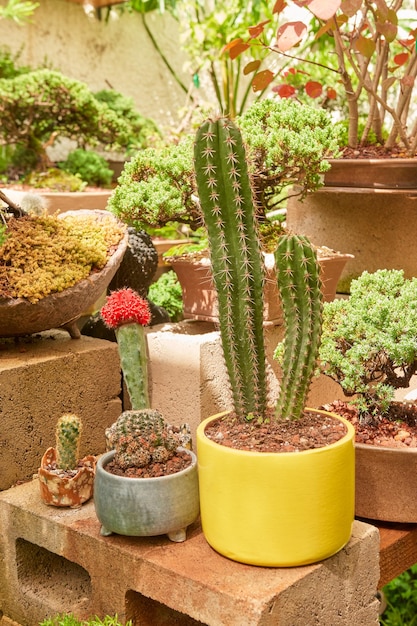 植物園の小さなサボテン