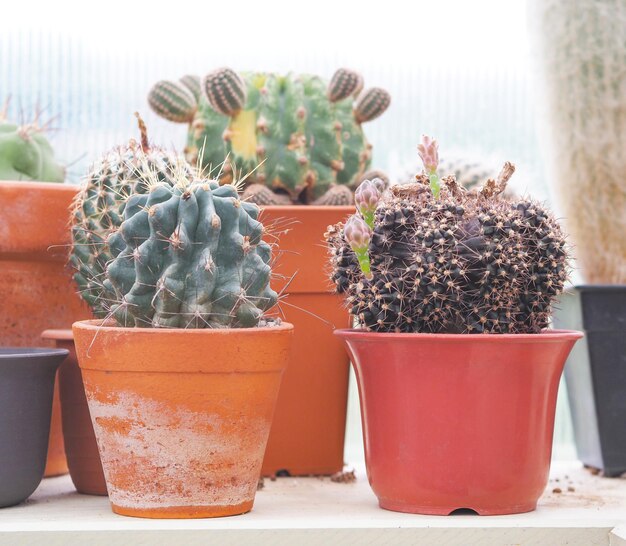 Photo small cactus in brown flowerpots