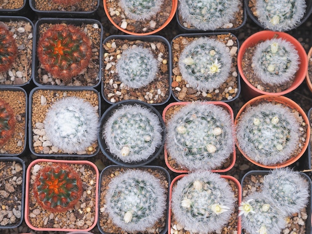 Photo small cactus in brown flowerpots