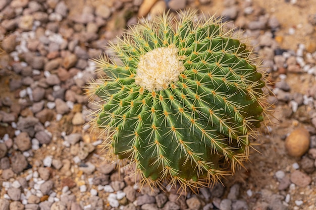 小さなサボテンと砂漠の植物