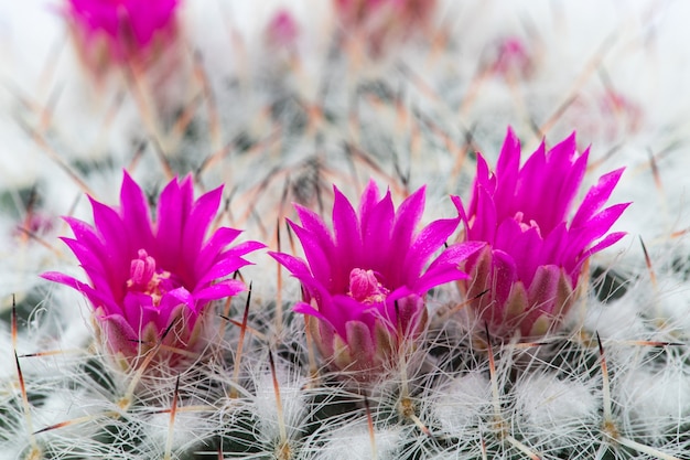 A small cactus flowers