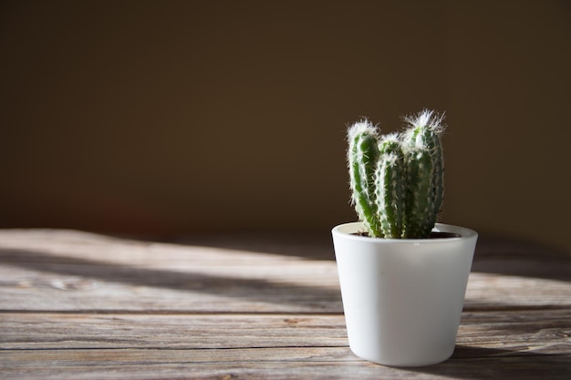 机の上の小さなサボテンの植物