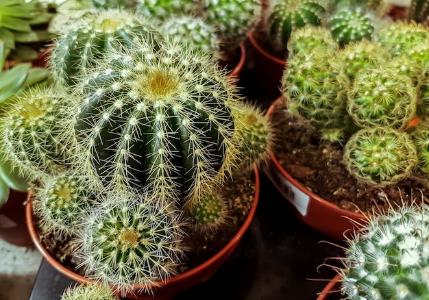 鉢植えの小さなサボテン。多肉サボテン植物園