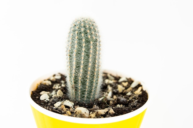 Piccolo cactus in una pentola su sfondo bianco