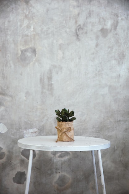 Small cactus pot on white table, with cement background, Scandinavian style 