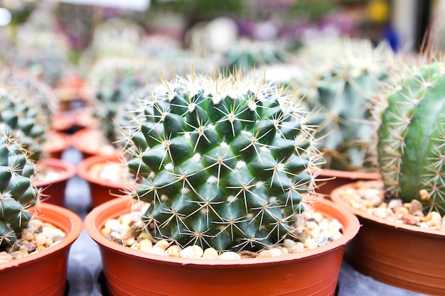 Small cactus in a pot