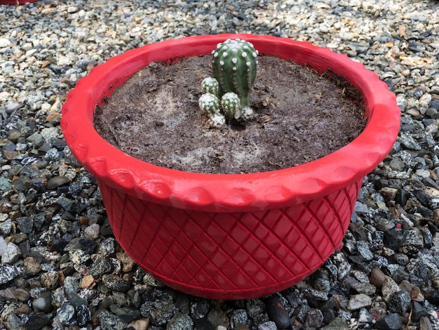 Small cactus in a red pot