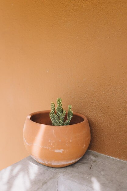 Маленький кактус в терракотном горшке перед стеной в Тодос-Сантос, Мексика