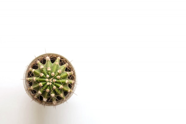 Small cactus on white table. 