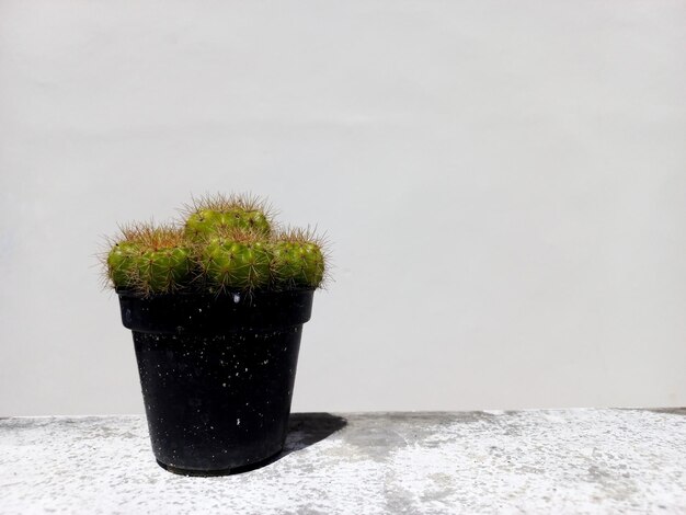 Photo small cactus with white walls