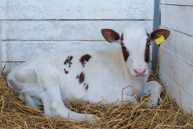 A small calf lies in the corral