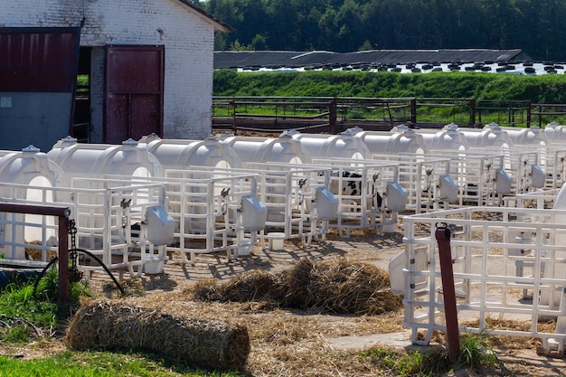 別々の家の飼い葉桶に入れられた小さな子牛 個別の保育所にいることで、若い子牛をさまざまな感染症やウイルスから守ることができます