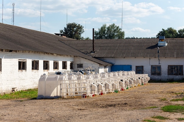 Small calves of cows in a manger in separate houses Being in an individual nursery allows you to protect young calves from various infections and viruses