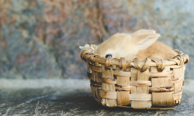 Small candy colored rabbit in wooden basket