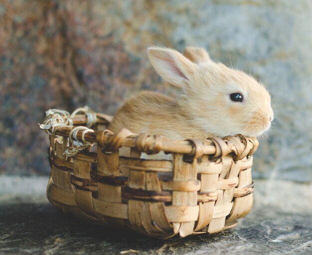 Piccolo coniglio colorato caramella in cestino di legno