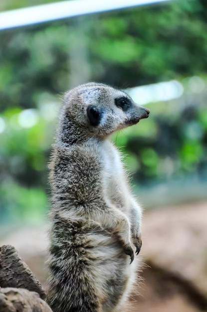 Small Carnivore Mammal Animal Suricata