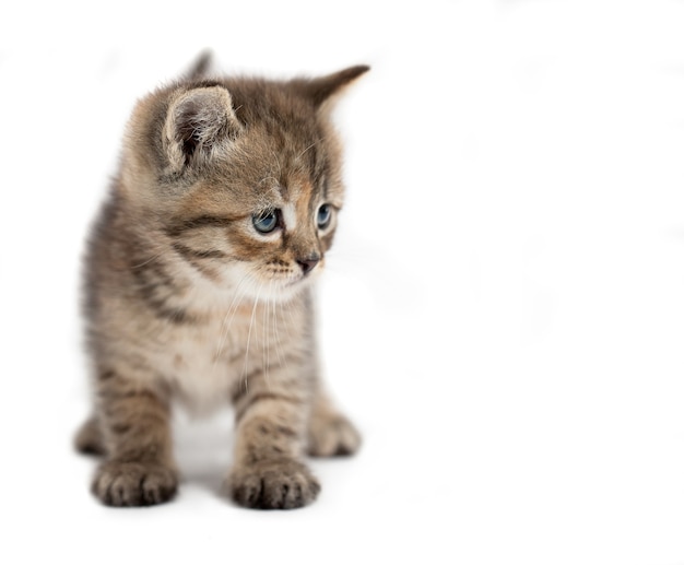 The small cat is isolated on a white background