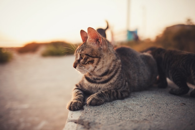 小さな猫が休んでいます