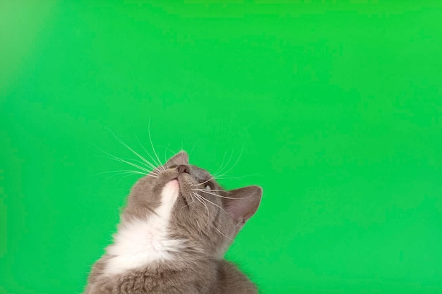 Photo small cat playing and jumping isolated on green screen background baby cat sitting and looking up gray kitten on chroma key backdrop little kitty funny video footage pet friendship close up