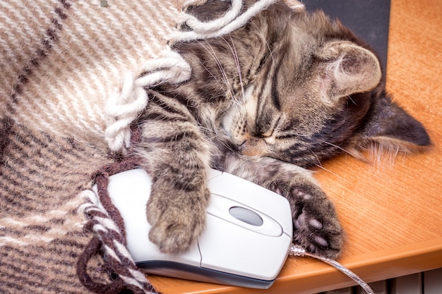 A small cat sleeps hugging a computer mouse