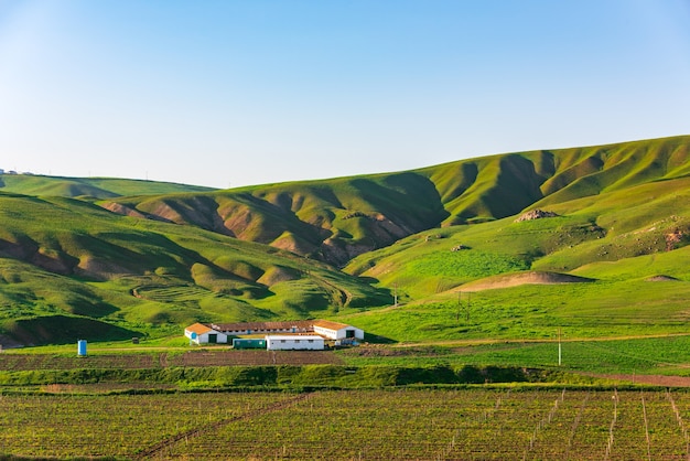 A small cattle breeding farm in mountains