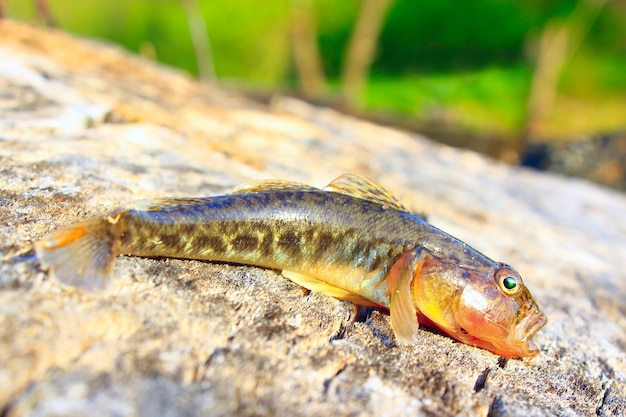 small caught grey gudgeon on the wooden surface