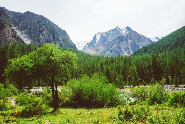 Small cedar against mountain creek in valley against giant rock. 