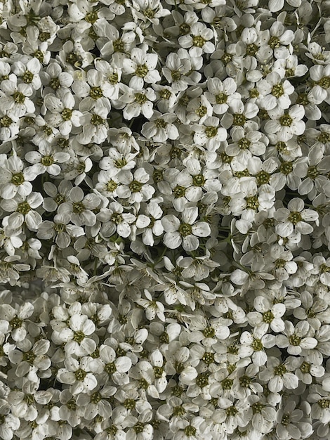 Foto piccole gemme di fiori di camomilla e margherita con sfondo estetico di fiori estivi