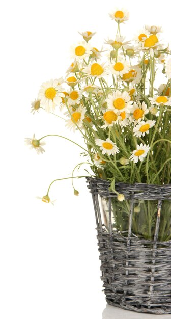 Small chamomiles in wicker basket isolated on white