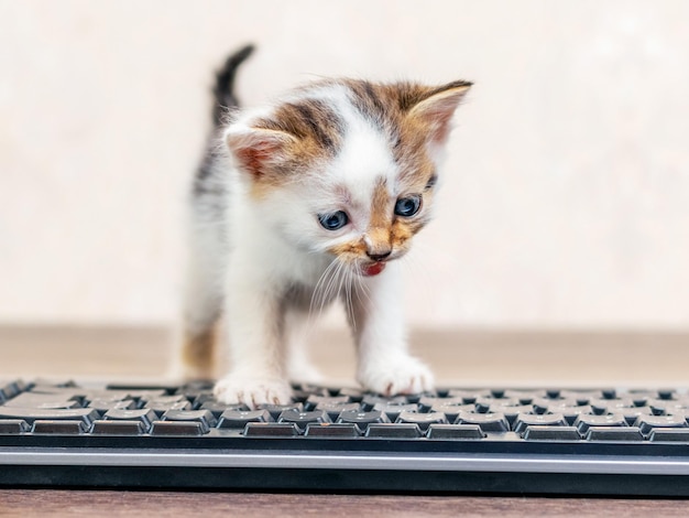 Small charming kitten in the office near keyboard The kitten is exploring the computer