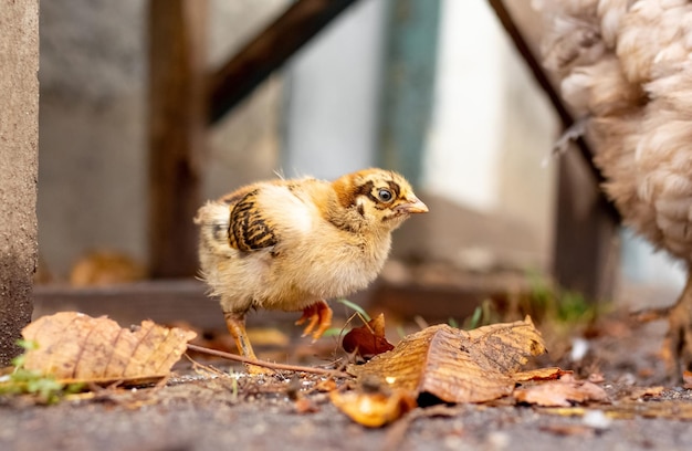 A small chick near a hen in the fall on a farm
