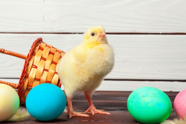 small chick with easter eggs