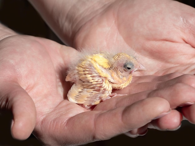 A small chick of a yellow canary in the palms on a dark background Closeup