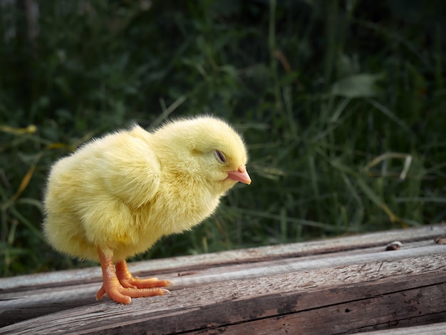 Small chicken on background.