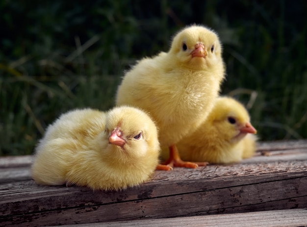 Small chicken closeup on background.