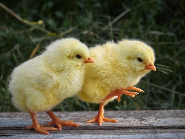 写真 背景に小さな鶏のクローズアップ。